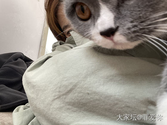 下午撸了别人家的猫 到家富贵一直闻我_猫