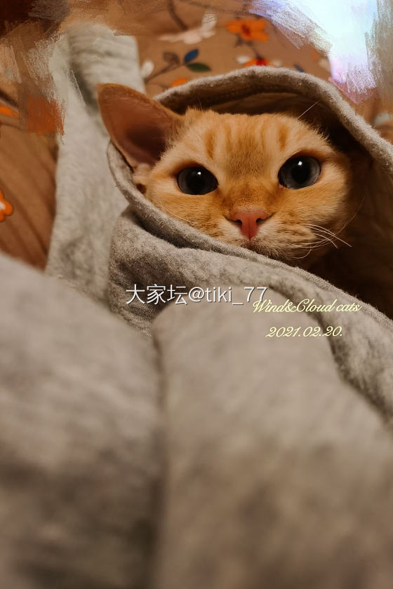 下午撸了别人家的猫 到家富贵一直闻我_猫