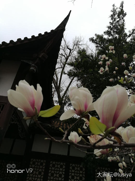 春日赏花
今日过节来赏花🌸