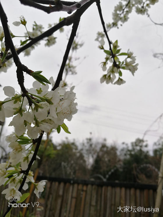 春日赏花
今日过节来赏花🌸