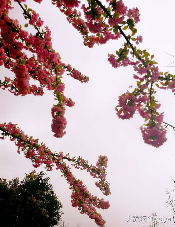 春日赏花
今日过节来赏花🌸