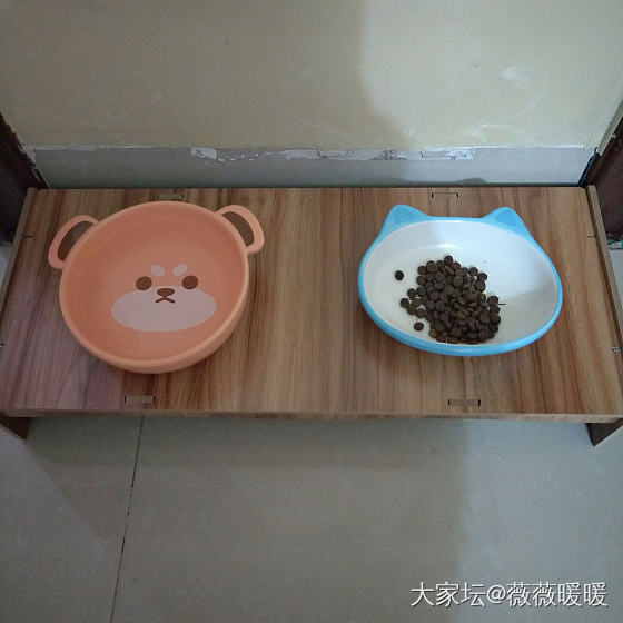 活抓一只不好好吃猫粮每天到零食碗旁边等着喝羊奶的小猫咪_宠物