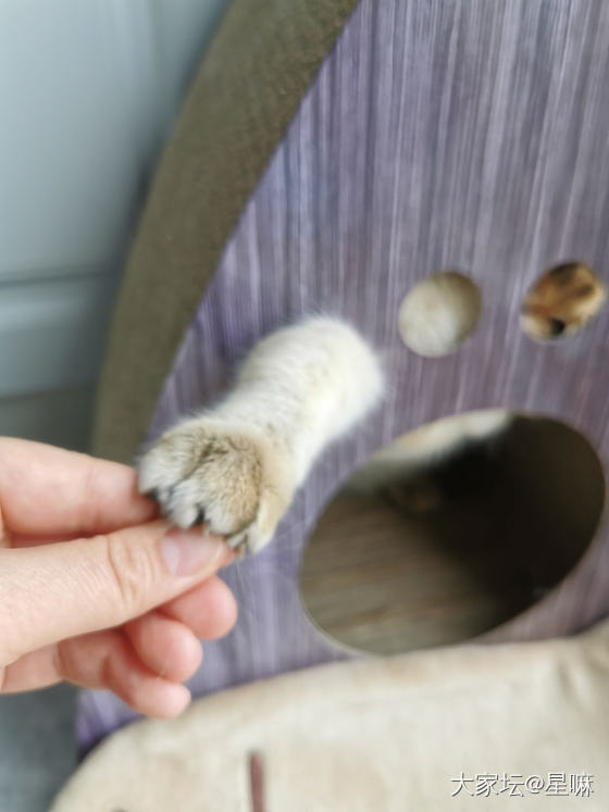 又到了猫咪掉毛的的季节了……_猫