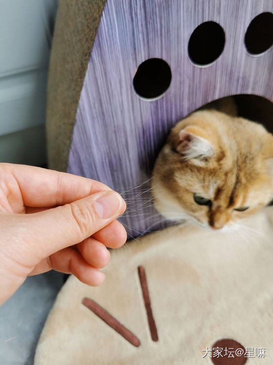 又到了猫咪掉毛的的季节了……_猫