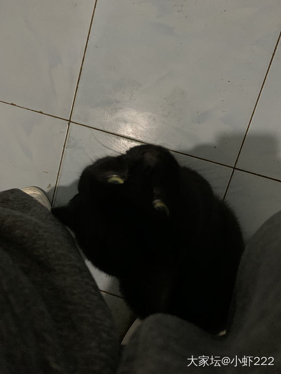 大家的猫咪喜欢陪你上厕所吗？😹_猫宠物