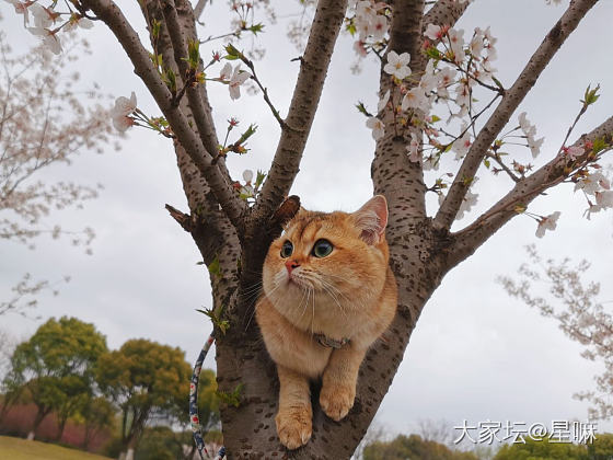 樱花来啦，带猫赏花_猫