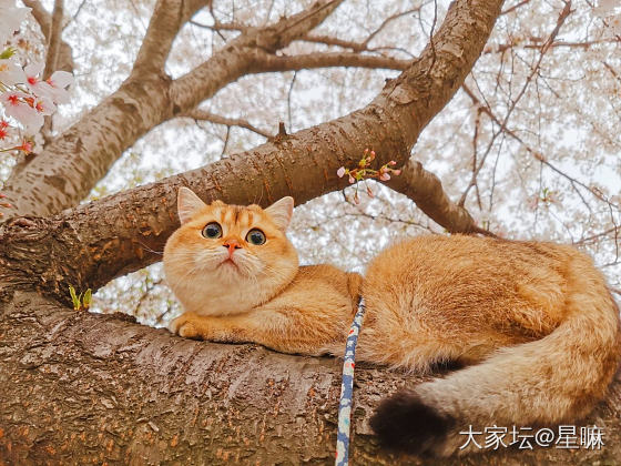 樱花来啦，带猫赏花_猫