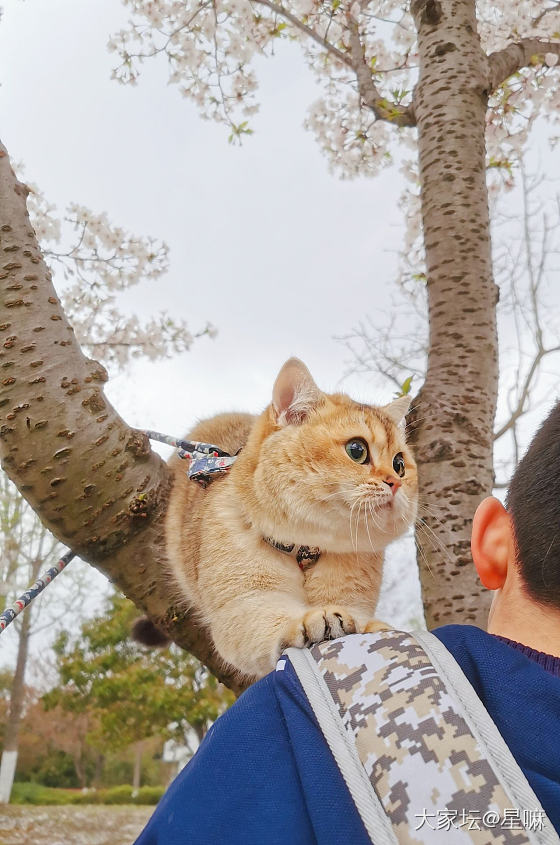 樱花来啦，带猫赏花_猫