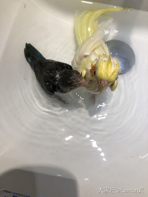 安安🦜和妹妹🦜一起鸳鸯浴_鹦鹉鸟