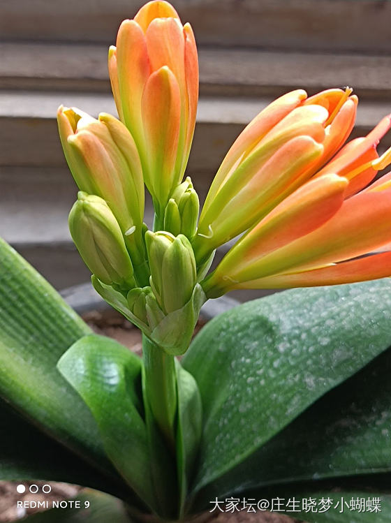 尽教芳意着新妆，花开不与我商量。_植物