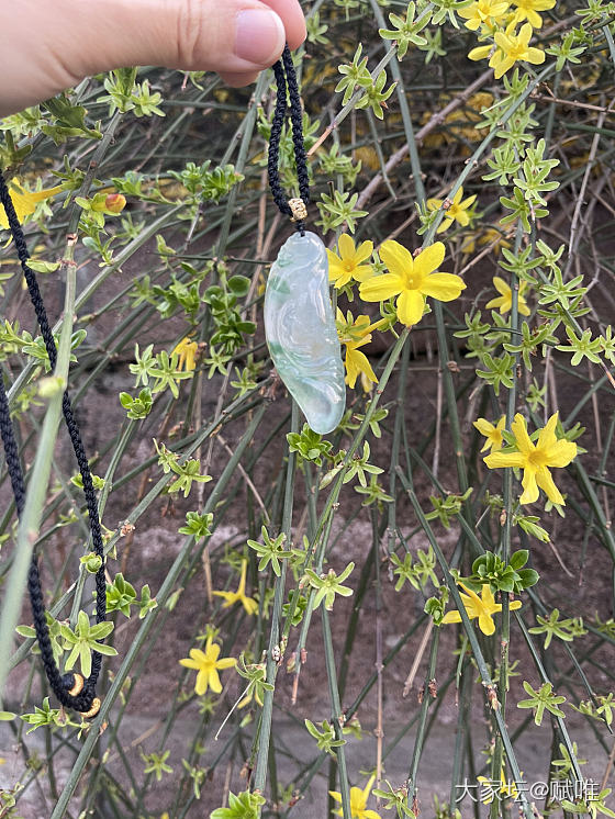 小鱼和花花_翡翠