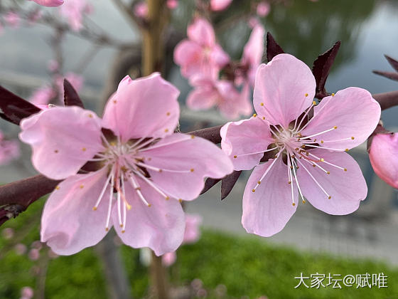 小鱼和花花_翡翠