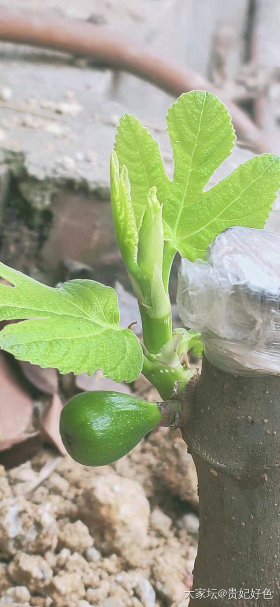 刚种下1个多月的无花果竟然结果了_植物