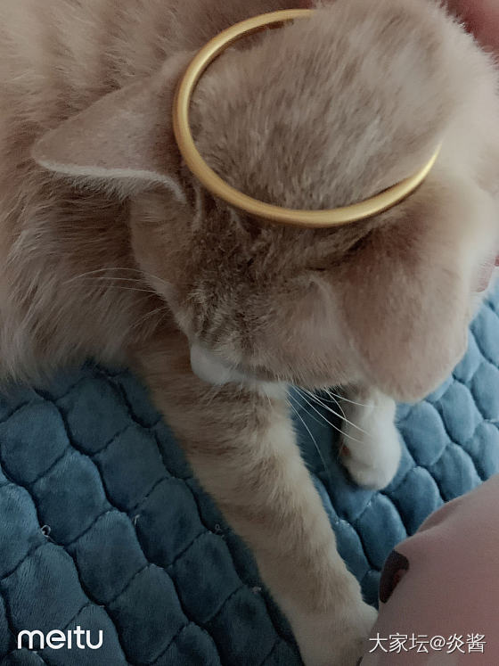 猫猫和金镯_手镯金