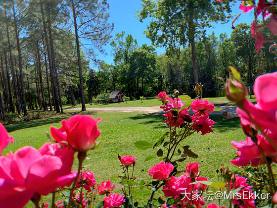 春天我的花园的花儿开始绽放美丽！🌺🌼🌹💃🏻❤️_植物