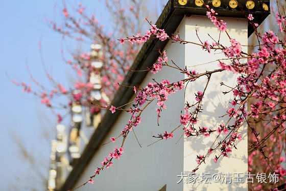 春天，适合拍照
