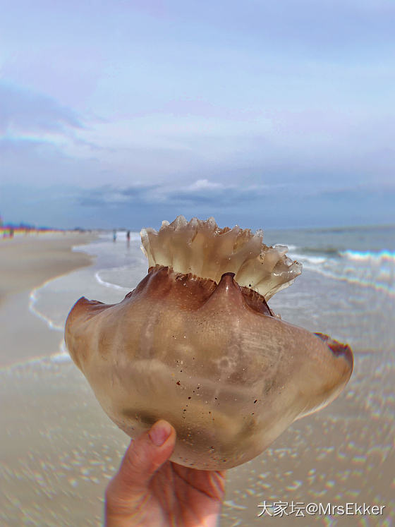 第一张是海蜇？_旅游美洲