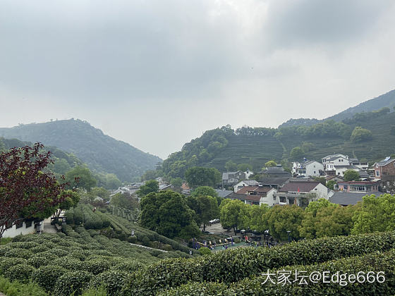 龙井问茶_旅游