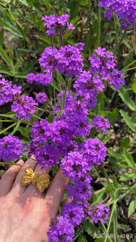 花花世界，好漂亮哦🌞_首饰