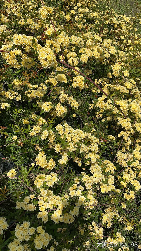 花花世界，好漂亮哦🌞_首饰