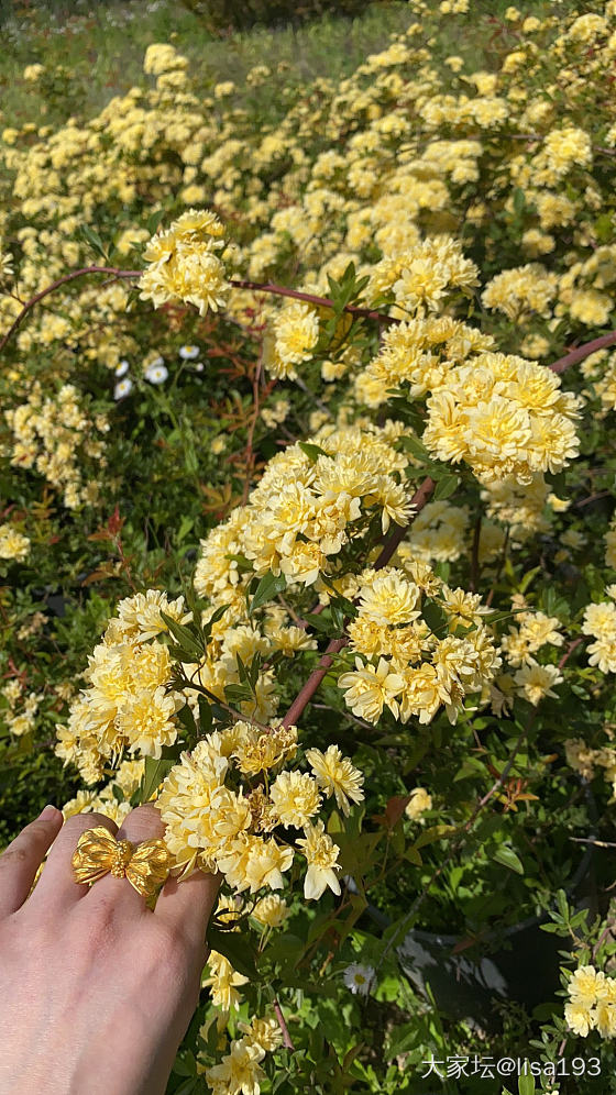 花花世界，好漂亮哦🌞_首饰