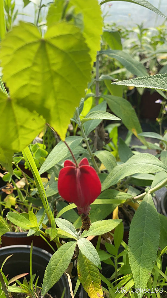 花花世界，好漂亮哦🌞_首饰