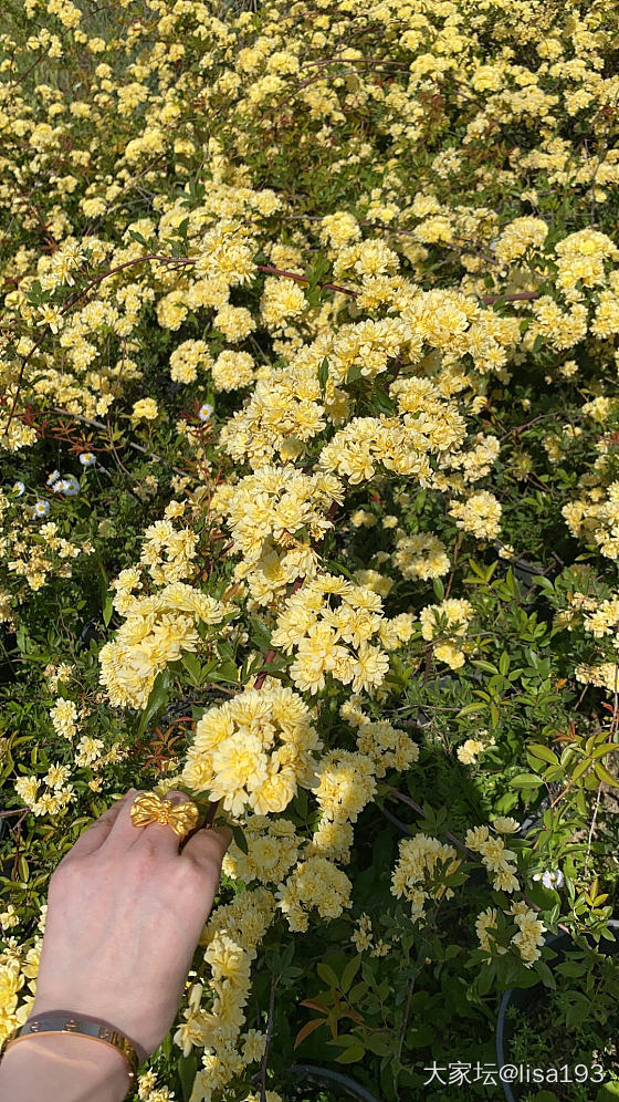 花花世界，好漂亮哦🌞_首饰