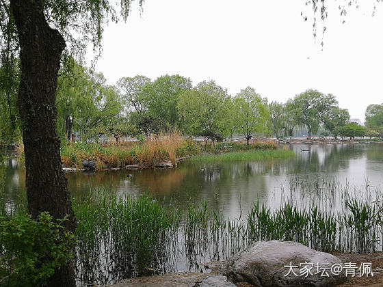 今日公园，烟雨江南的感觉
一大早冒雨去走了两小时，北方的雨很少，偶尔淋一下，还别...