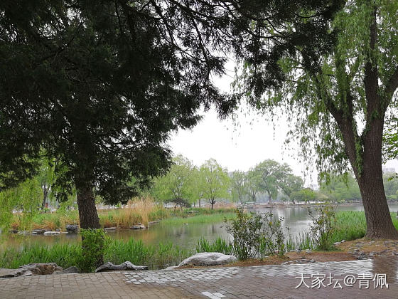 今日公园，烟雨江南的感觉
一大早冒雨去走了两小时，北方的雨很少，偶尔淋一下，还别...