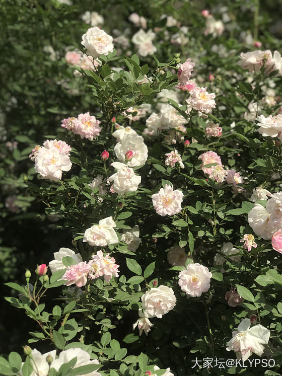 现在手机里的照片全都是花花，不管什么类型的花，颜色都鲜艳动人，看到美好的植物真让...