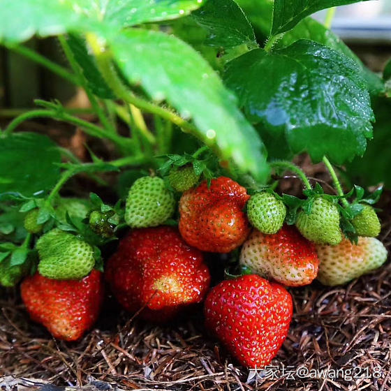 🍓红了