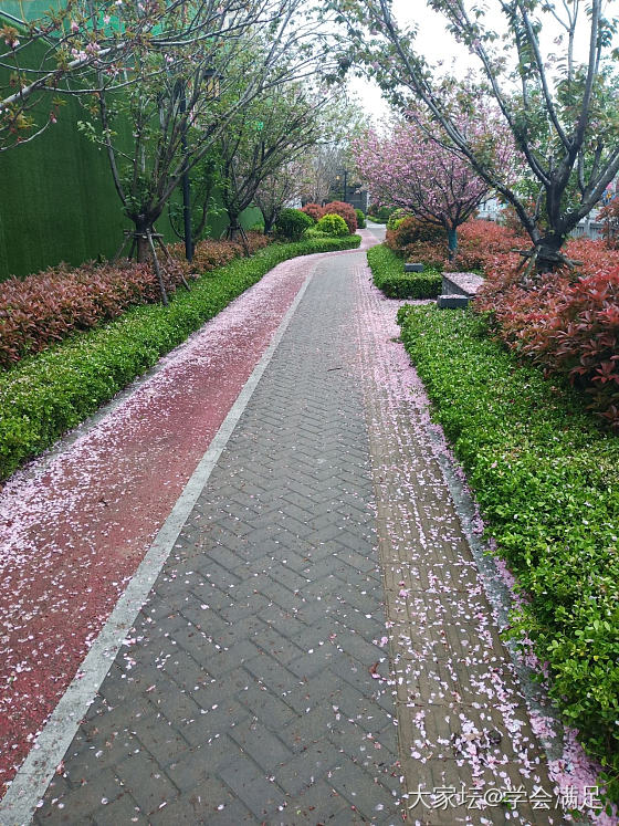 满地落樱，真好看_植物生活