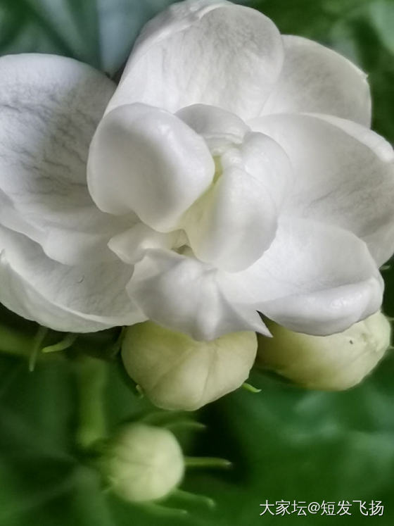 玖瑰又开花了