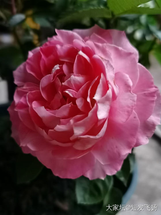 玖瑰又开花了