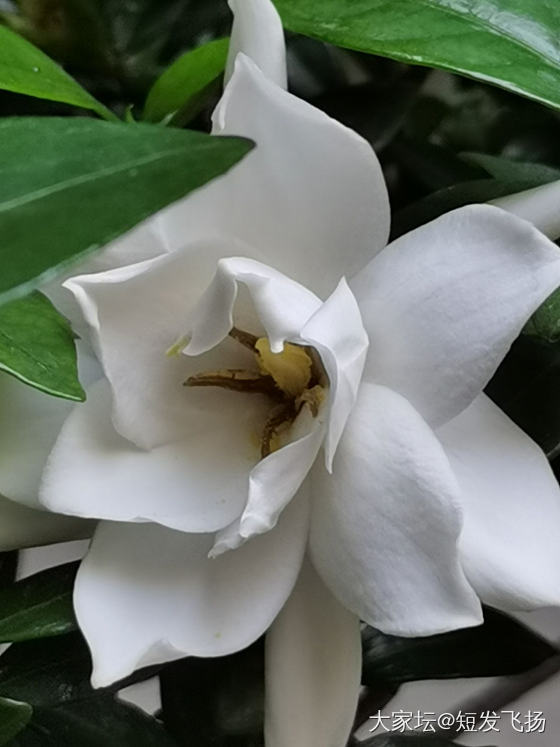 玖瑰又开花了