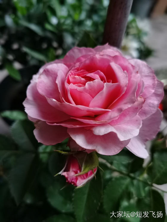 玖瑰又开花了