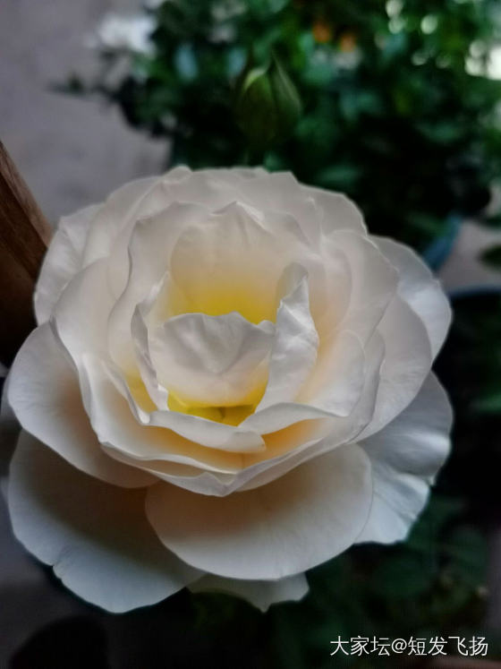 玖瑰又开花了