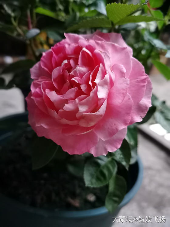 玖瑰又开花了