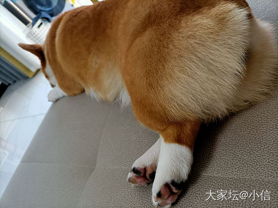 柯猪肥厚的背影