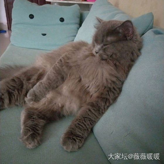 两个小猫咪一个在我怀里，一个在旁边葛优瘫_宠物