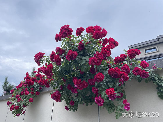 喜欢花花草草，天气好的时候格外好看。