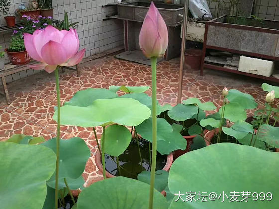 微莲的成长记录❤  5.1～5.19_水培植物