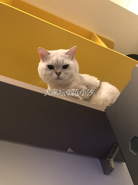 有没有618喵喵的豆腐沙的备选抄抄_猫