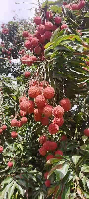 荔枝之乡广西灵山龙武桂味_果园