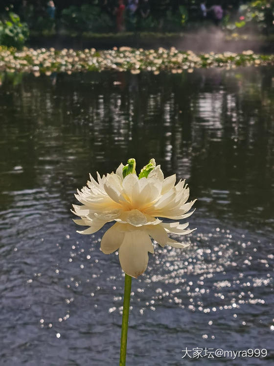 蜜蜡随型_挂件蜜蜡