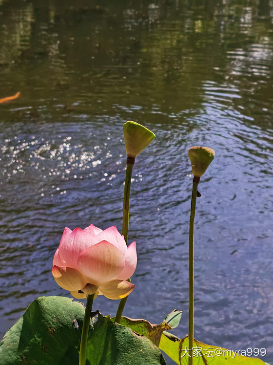 蜜蜡随型_挂件蜜蜡
