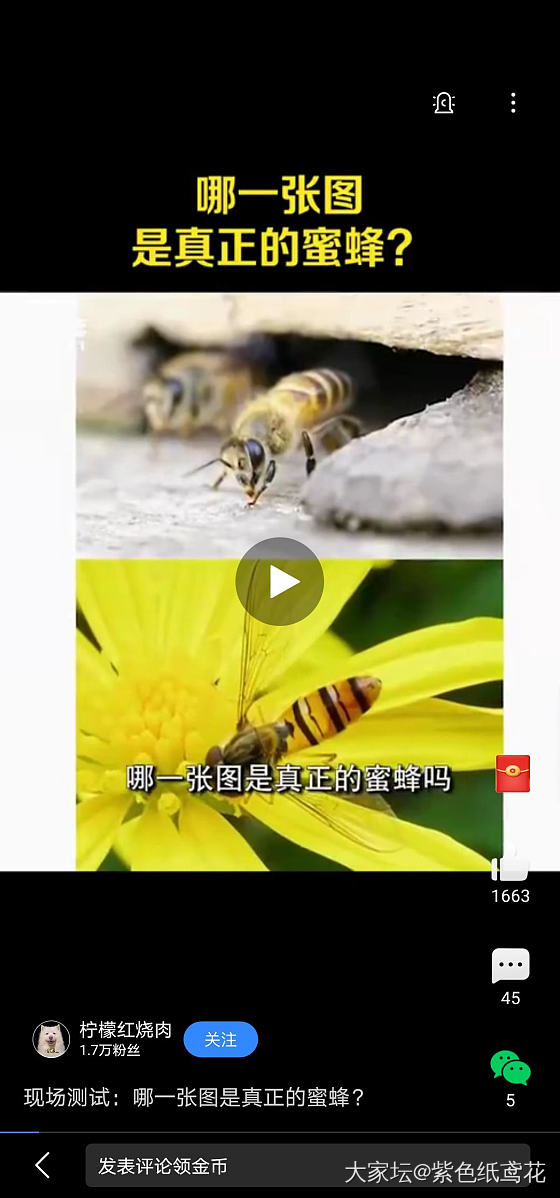 哪只是蜜蜂？_昆虫