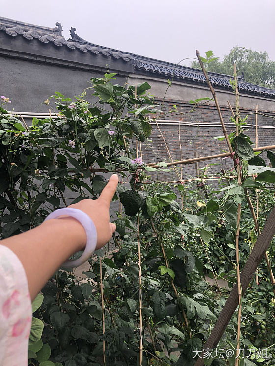 紫_手镯翡翠