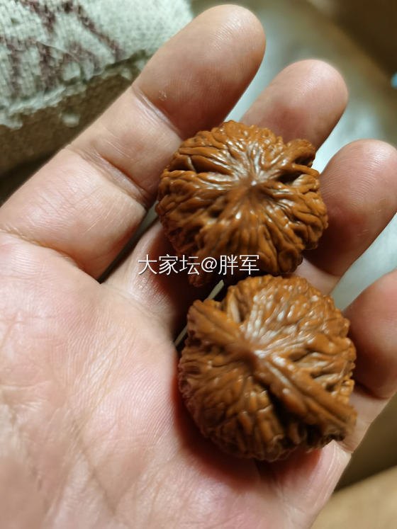 这俩核桃怎么样？什么品种？_核桃