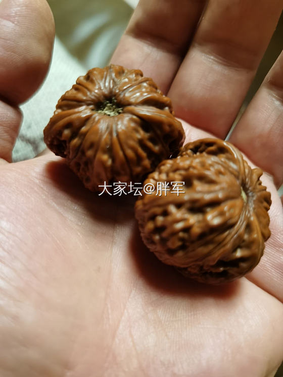 这俩核桃怎么样？什么品种？_核桃